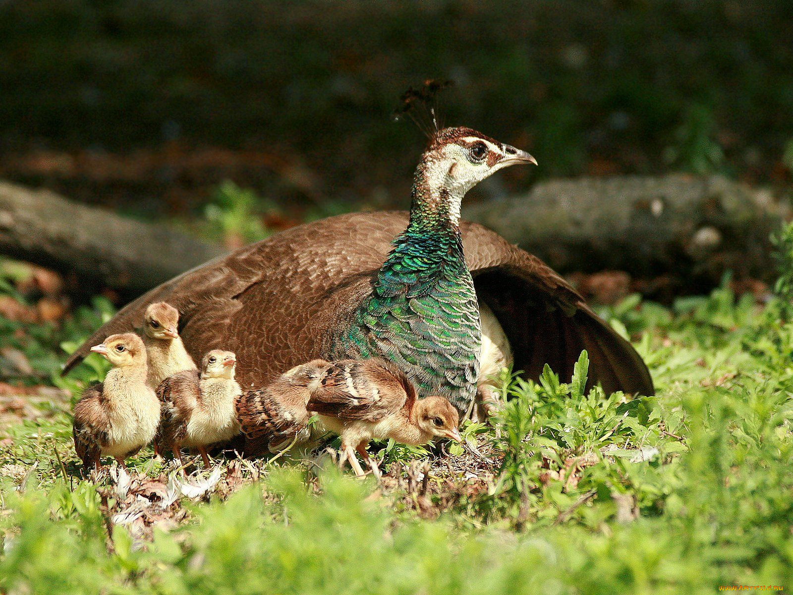 Павлиниха. Павлин самка с птенцами. Зеленый фазан Кидзи птенец. Павлин обыкновенный Павлин самка. Фазан самка с птенцами.
